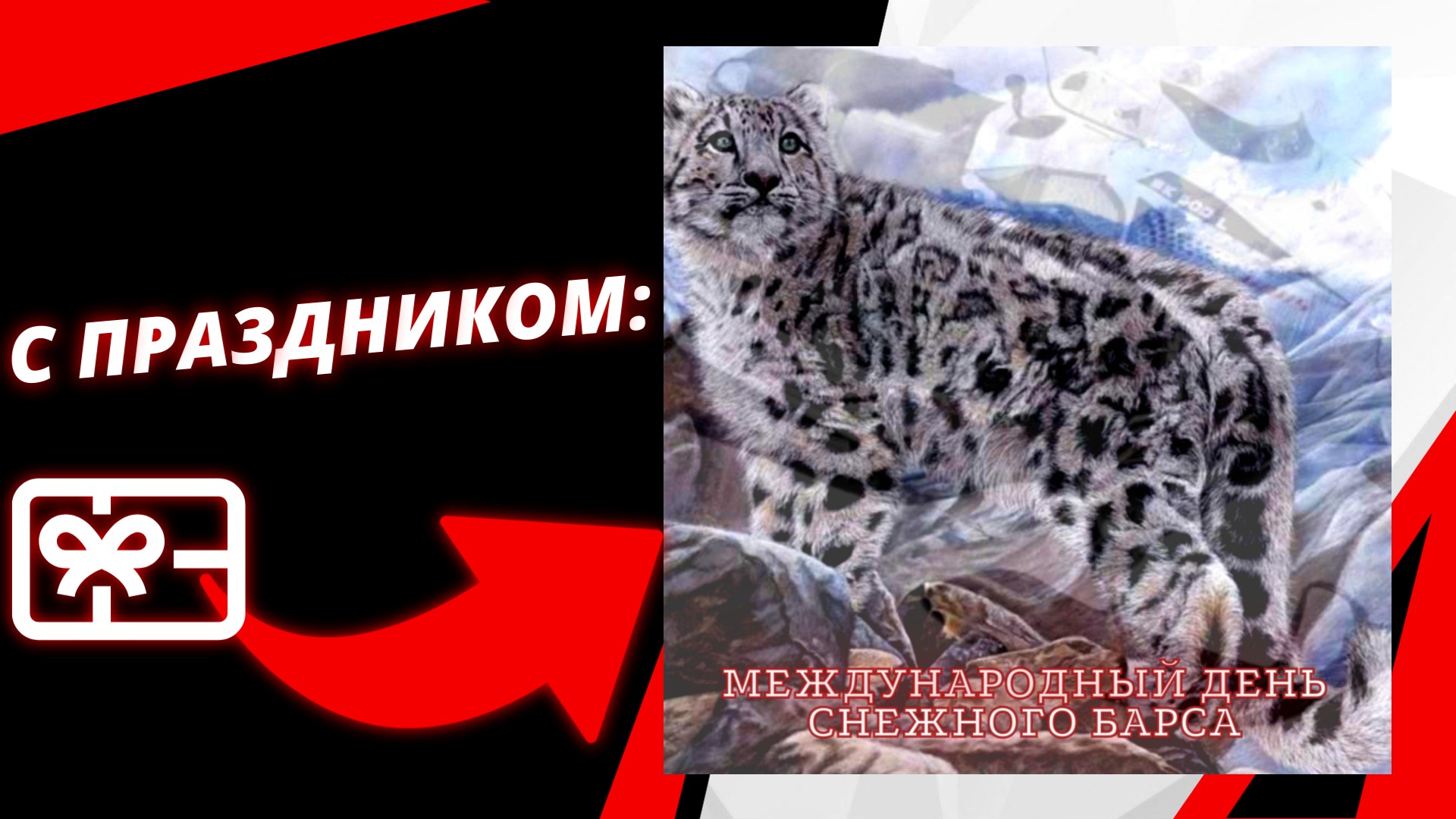 Международный день снежного барса (Ирбиса)!
